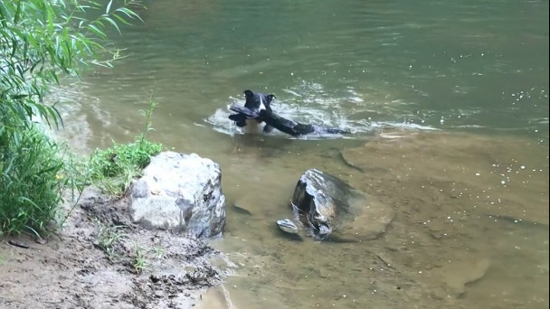 Fetching a Tree Trunk